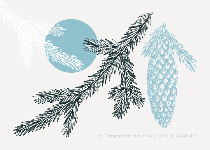 Collage-style fir sketch. Conifer tree drawing. Winter tree branch with cone hand-drawn vector illustration. Christmas design element. NOT AI genereted